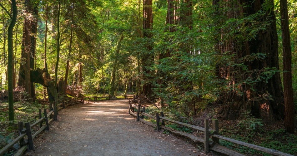 Top Things to Do in Santa Cruz: Beaches, Boardwalks & Local Gems